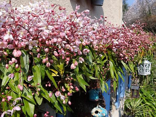 Clematis armandii apple blossom 800x600