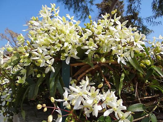 Clematis armandii snowdrift