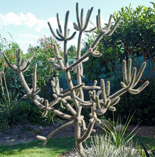 Cylindropuntia spinosior -exotica tolosa-