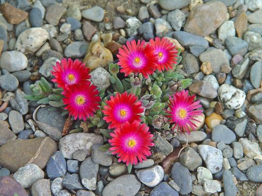 Delosperma jewel of desert 'Garnet' - Exotica Tolosa