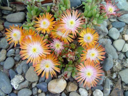 Delosperma 'Topaz' - Exotica Tolosa