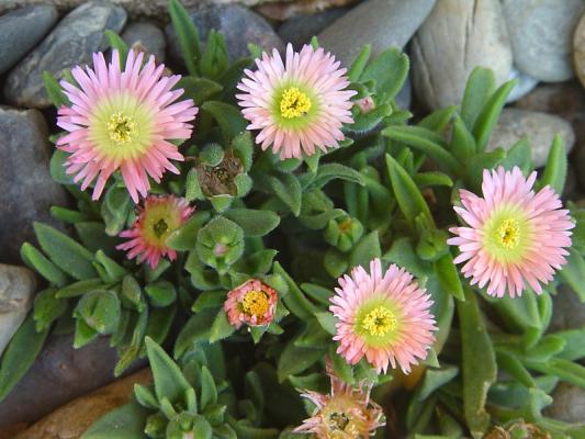 Delosperma 'Peach star' - Exotica Tolosa