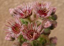 Floraison sempervivum 'Othello'