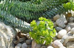 euphorbia-myrsinite-2-mars-2012.jpg