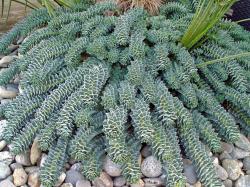 euphorbia-myrsinite-dec-2012.jpg
