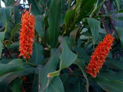 hedychium-densiflorum-assam-orange-oct-2012.jpg