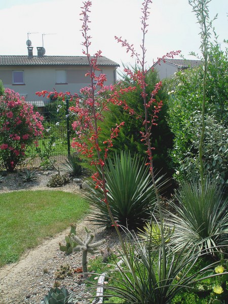 Hesperaloe parviflora - juillet 2013
