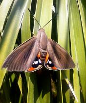 paysandisia-archon-credit-photo-jardin-du-monde.jpg