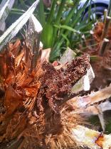 sciure-galerie-paysandisia-credit-photo-jardin-du-monde.jpg