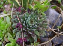 sempervivum-13