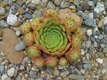 Sempervivum 7 (Granat?) en août. 