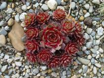 Sempervivum 7 (Granat ?) en avril. 