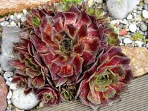 Sempervivum 'Othello'