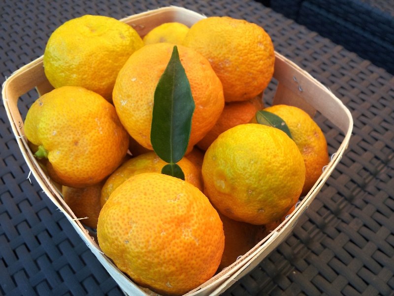 Yuzu fruits